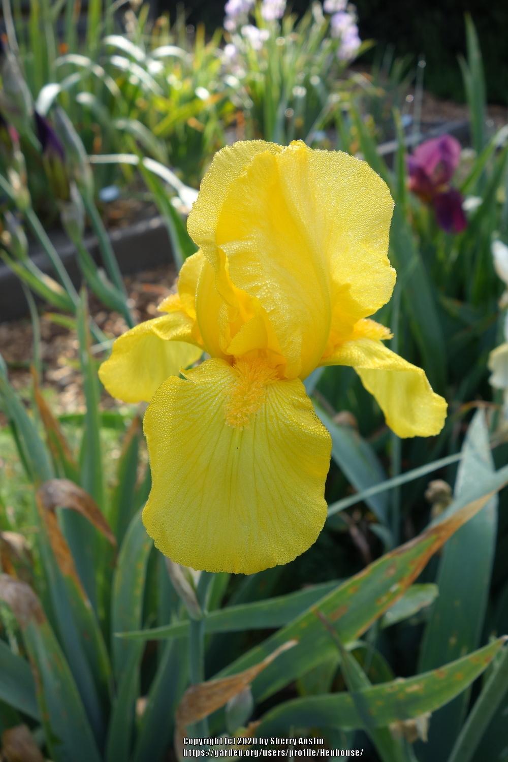 Photo of Tall Bearded Iris (Iris 'Ola Kala') uploaded by Henhouse