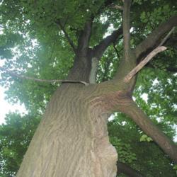 Location: Susquehannock State Park in southeast PA
Date: 2020-06-20
looking up trunk