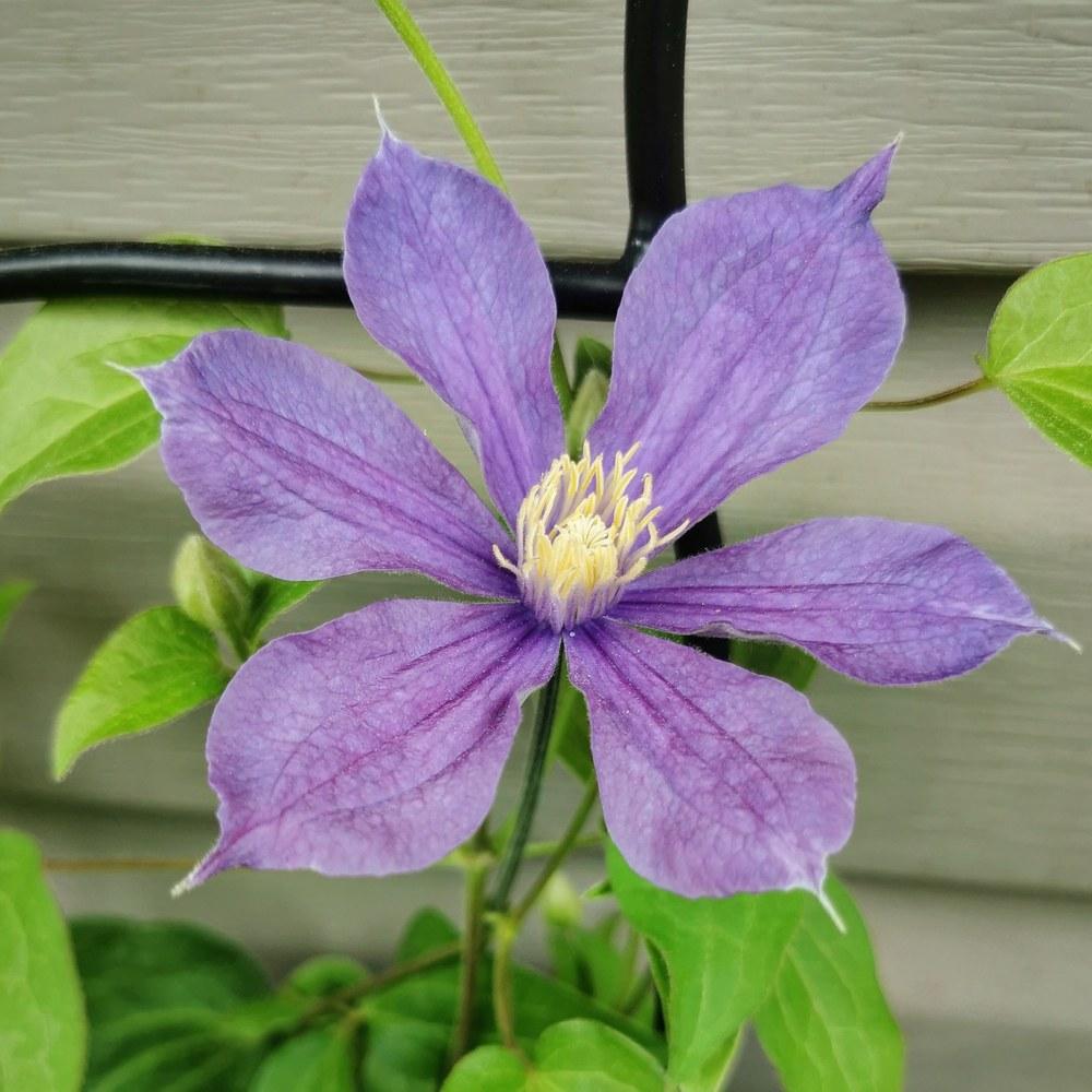 Photo of Clematis 'Arabella' uploaded by JLWilliams