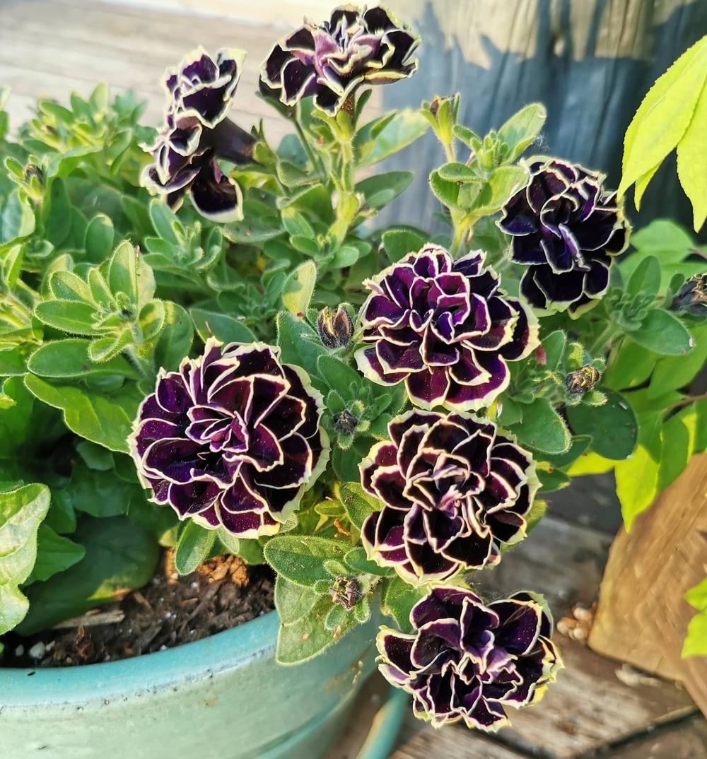 Photo of Petunia Midnight Gold uploaded by JLWilliams