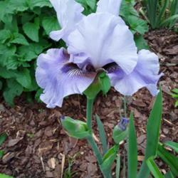 Location: My Caffeinated Garden, Grapevine, TX
Date: 2020-04-02
First bloom ever in my Caffeinated Garden!  Thank you Debra!