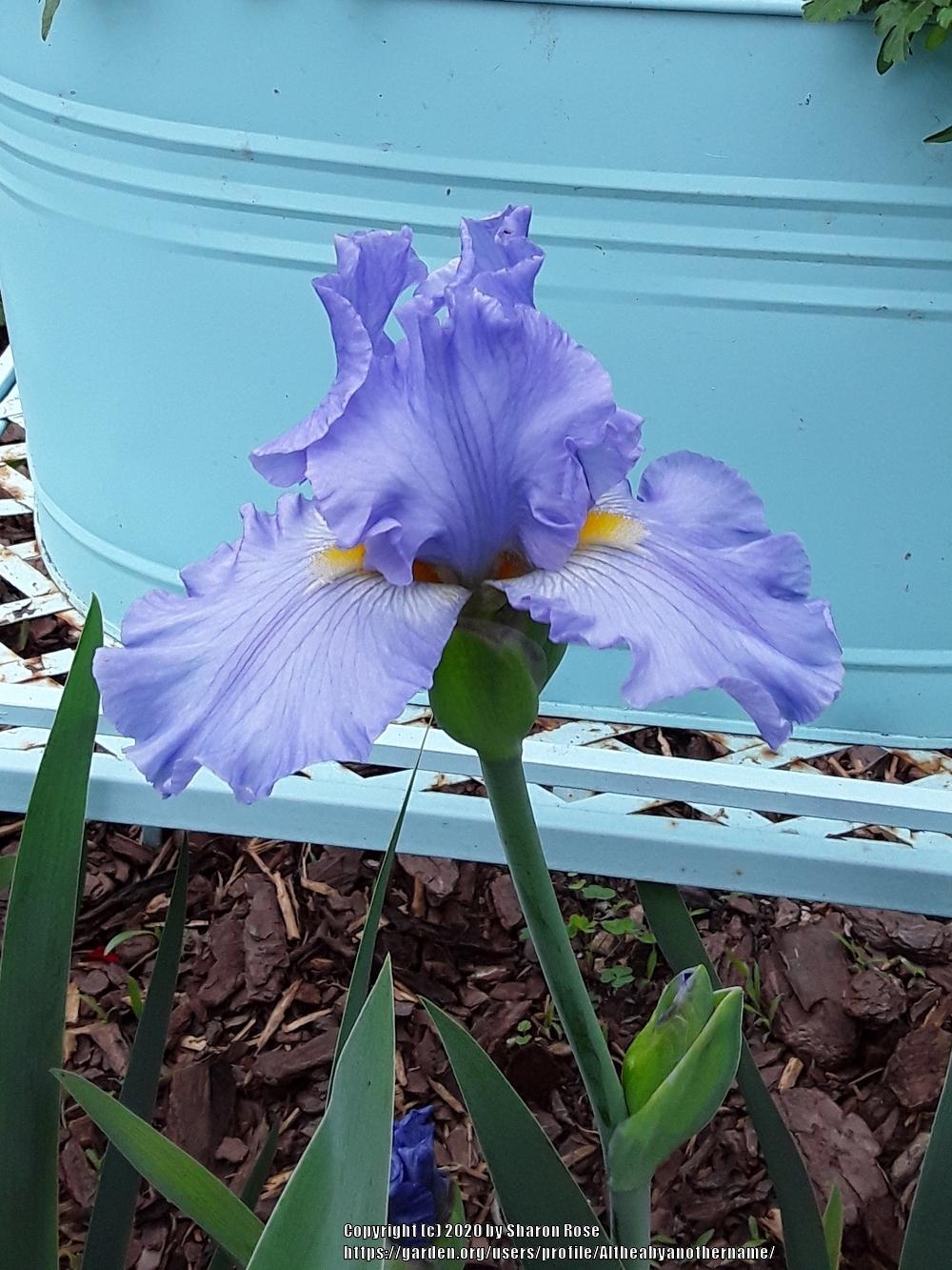 Photo of Tall Bearded Iris (Iris 'Sky and Sun') uploaded by Altheabyanothername