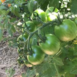 Location: Gardenfish garden
Date: June 25 2020
Love this tomato, very heavy producer!