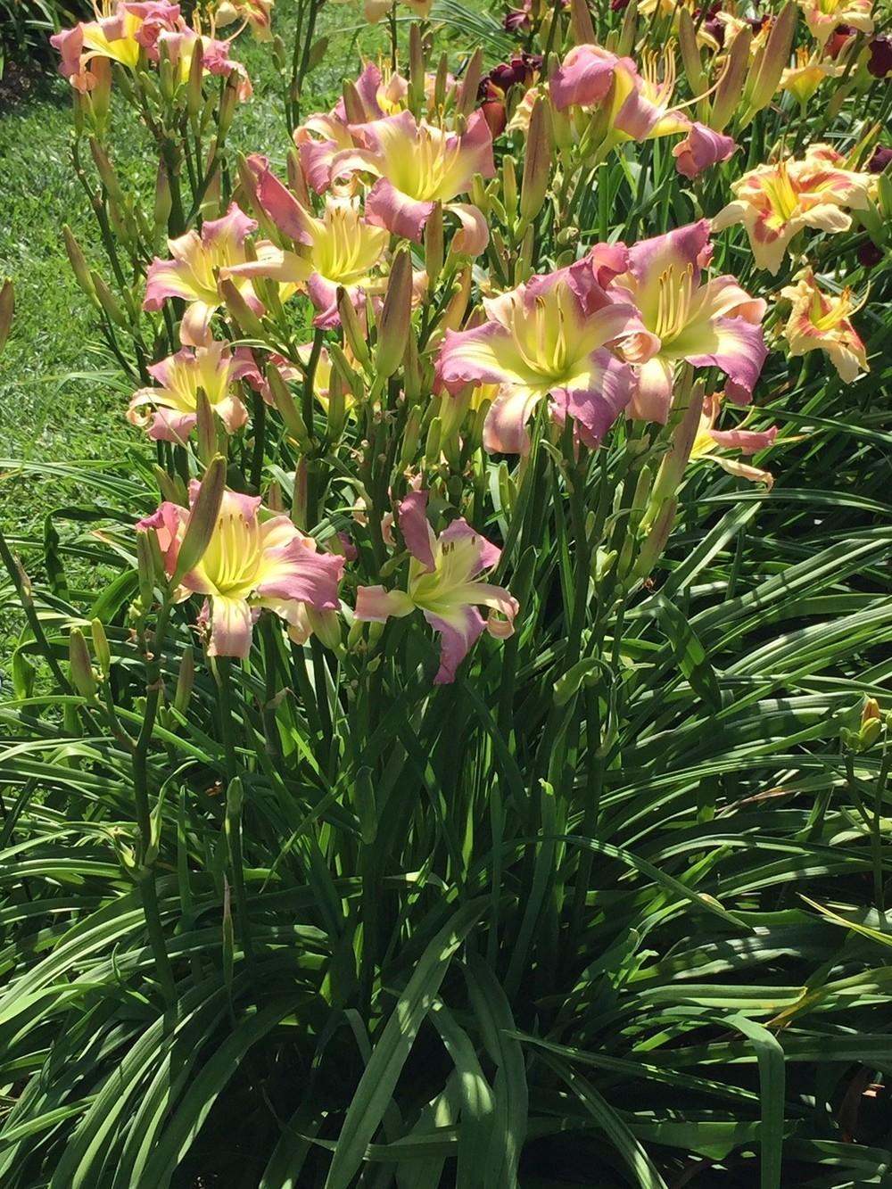 Photo of Daylily (Hemerocallis 'Breathing in Snowflakes') uploaded by gregnc