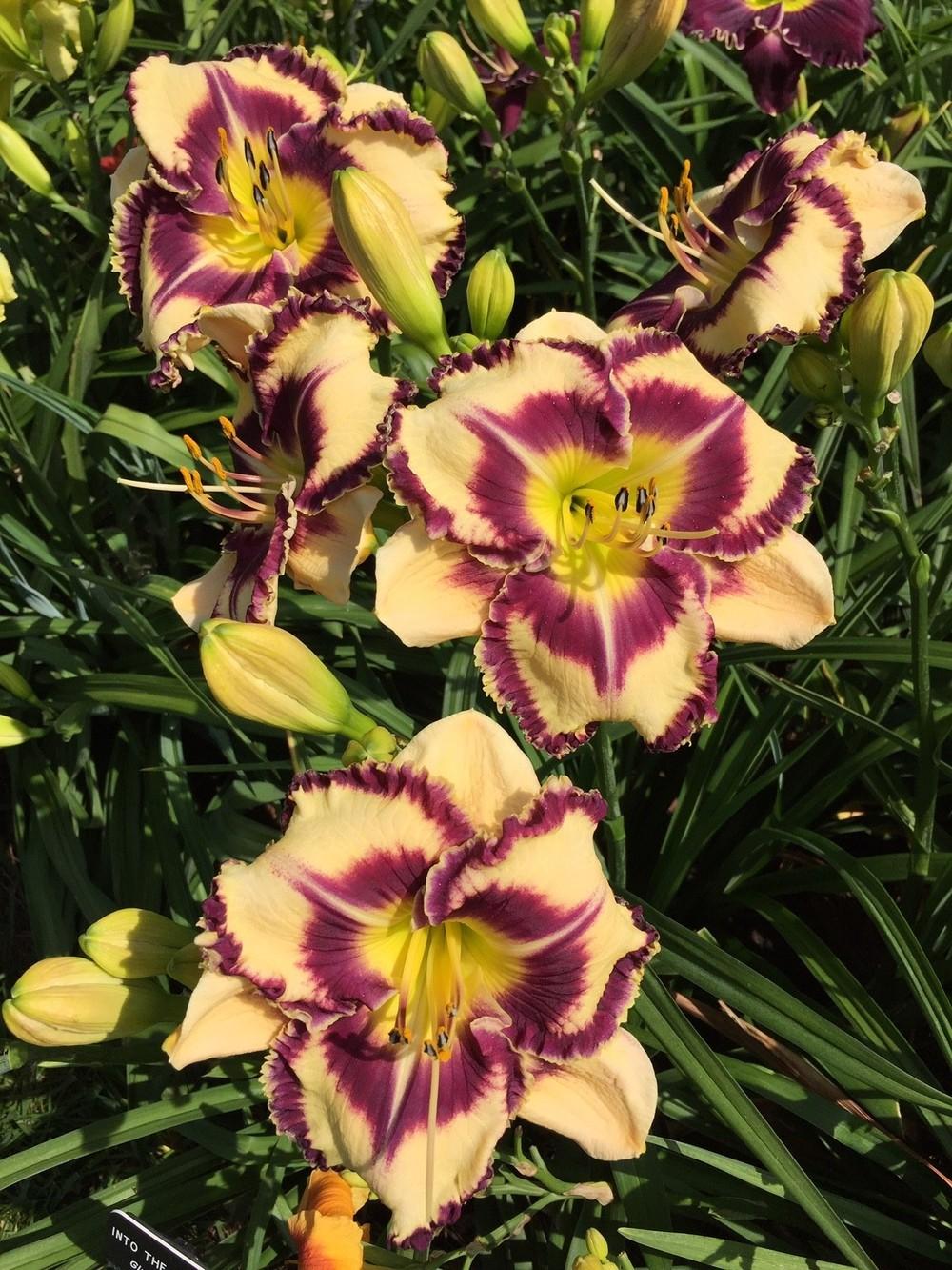 Photo of Daylily (Hemerocallis 'Into the Galaxies') uploaded by gregnc