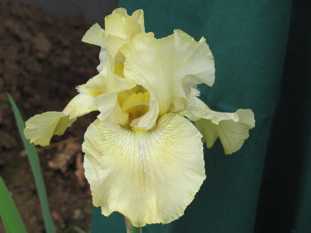 Photo of Irises (Iris) uploaded by roseman2000