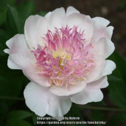 Location: My Garden, Ontario, Canada
Date: 2020-06-25
One of my favourite peonies!