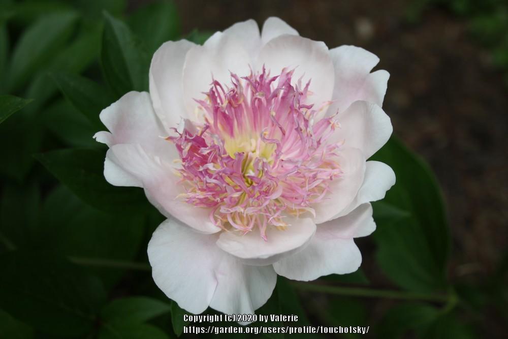 Photo of Peony (Paeonia lactiflora 'Do Tell') uploaded by touchofsky