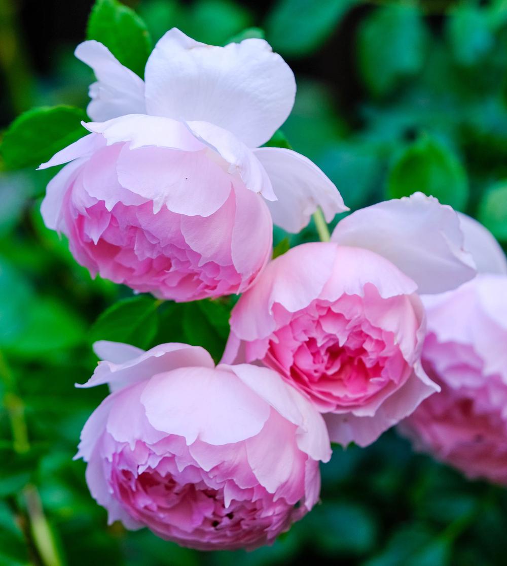 Photo of Rose (Rosa 'The Wedgwood Rose') uploaded by AnnKNCalif