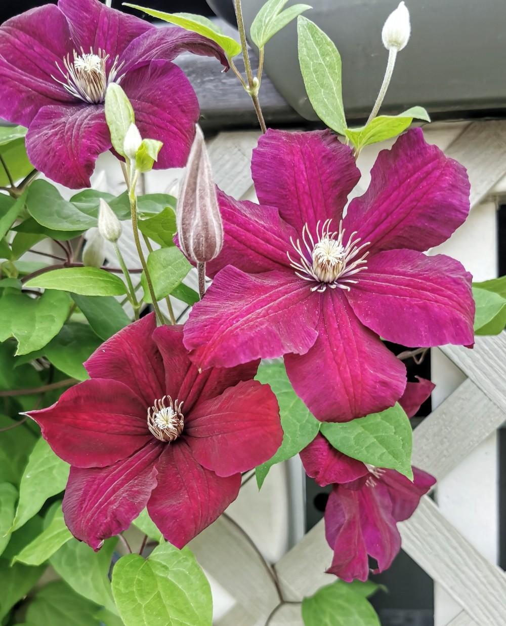 Photo of Clematis 'Rouge Cardinal' uploaded by JLWilliams