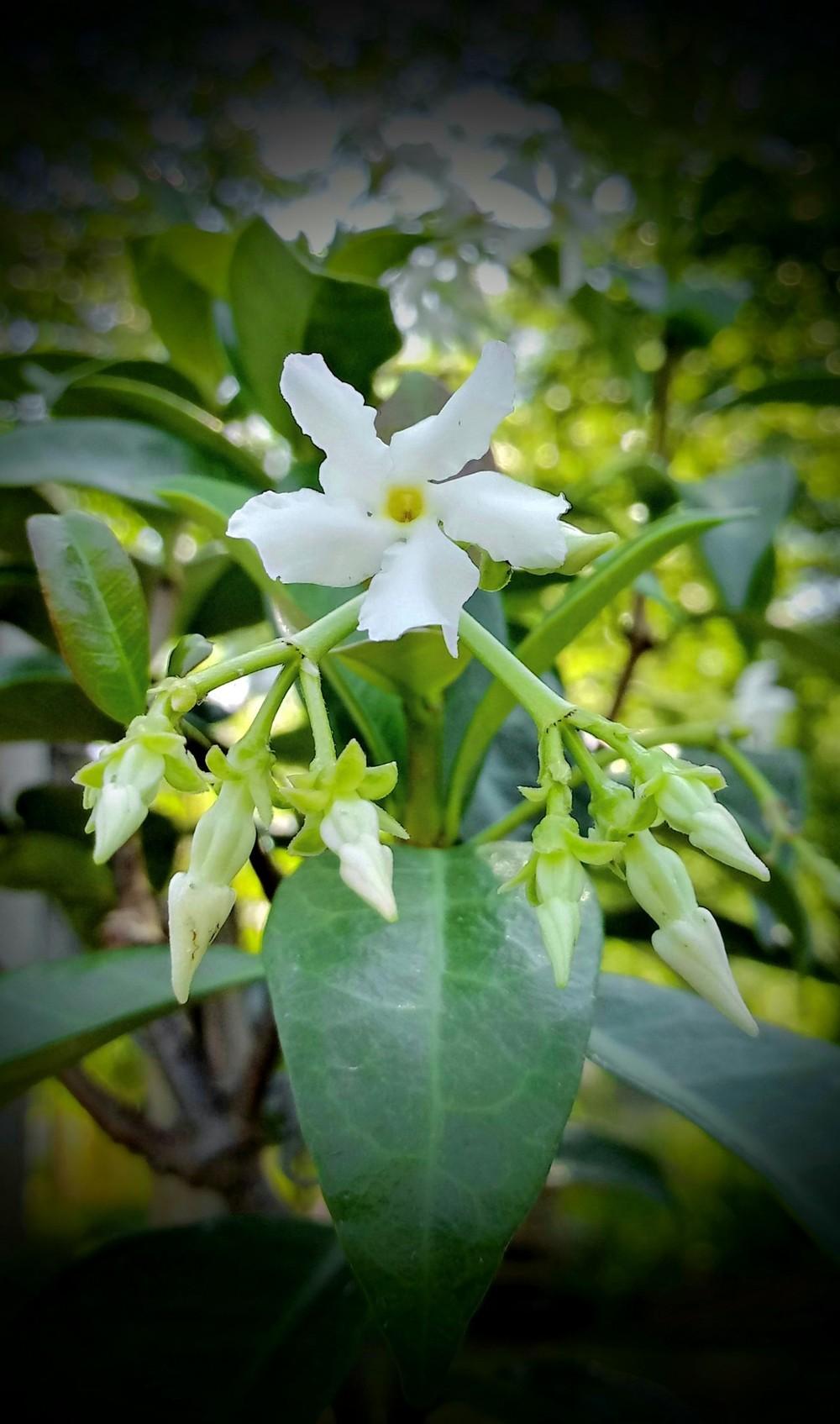 Photo of Confederate Jasmine (Trachelospermum jasminoides 'Japonicum') uploaded by JayZeke
