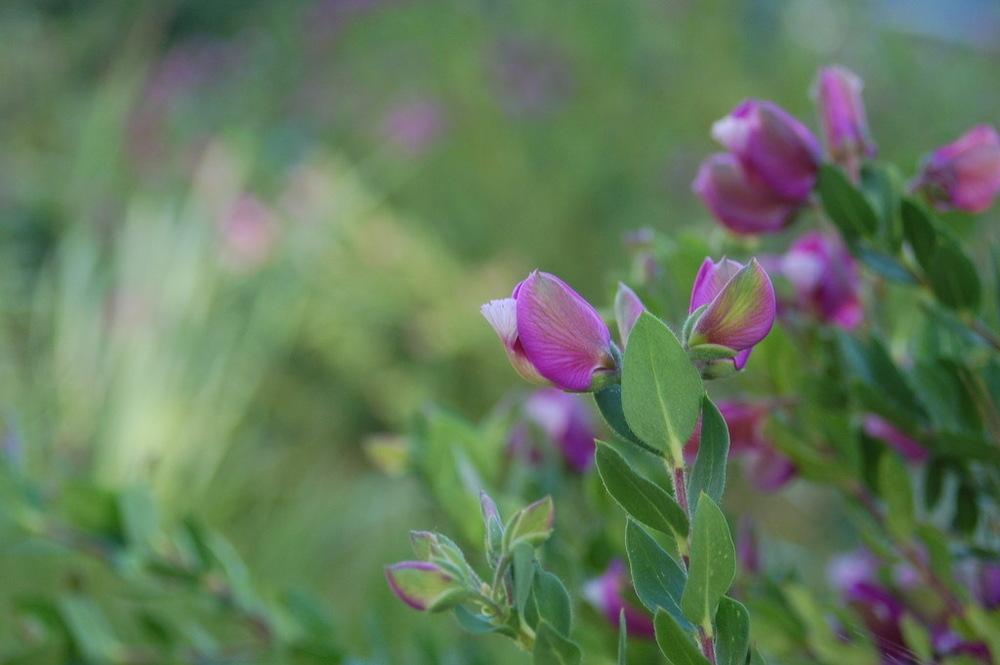 Photo of Sweet Pea Bush (Polygala myrtifolia) uploaded by KFredenburg