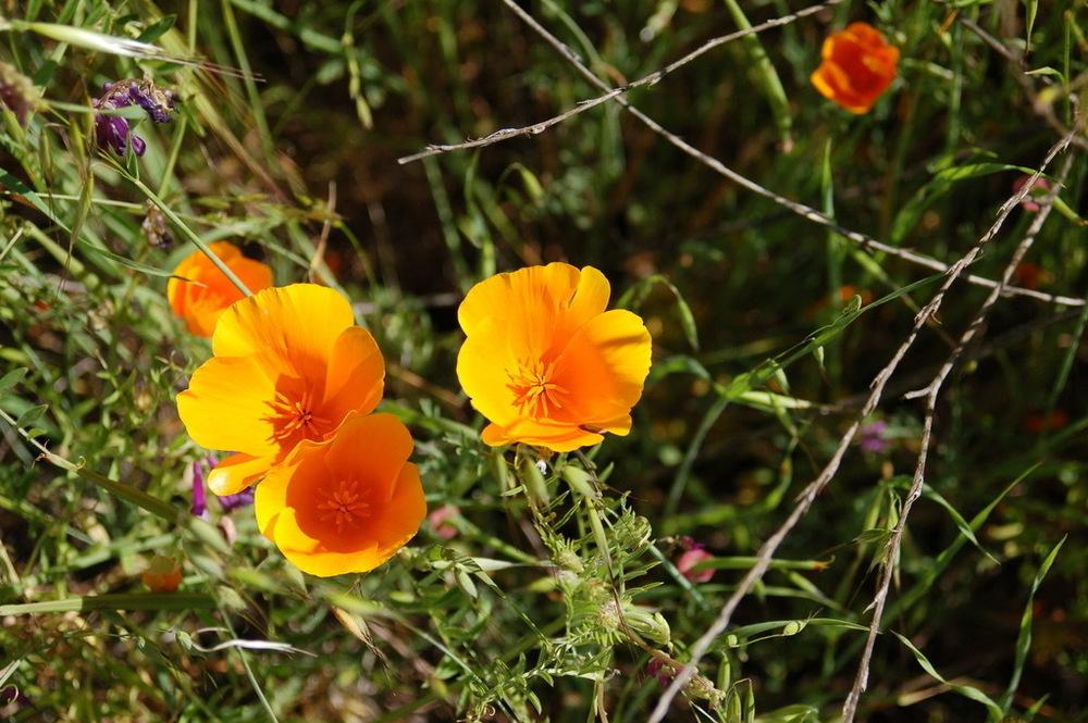 Photo of California Poppy (Eschscholzia californica) uploaded by KFredenburg