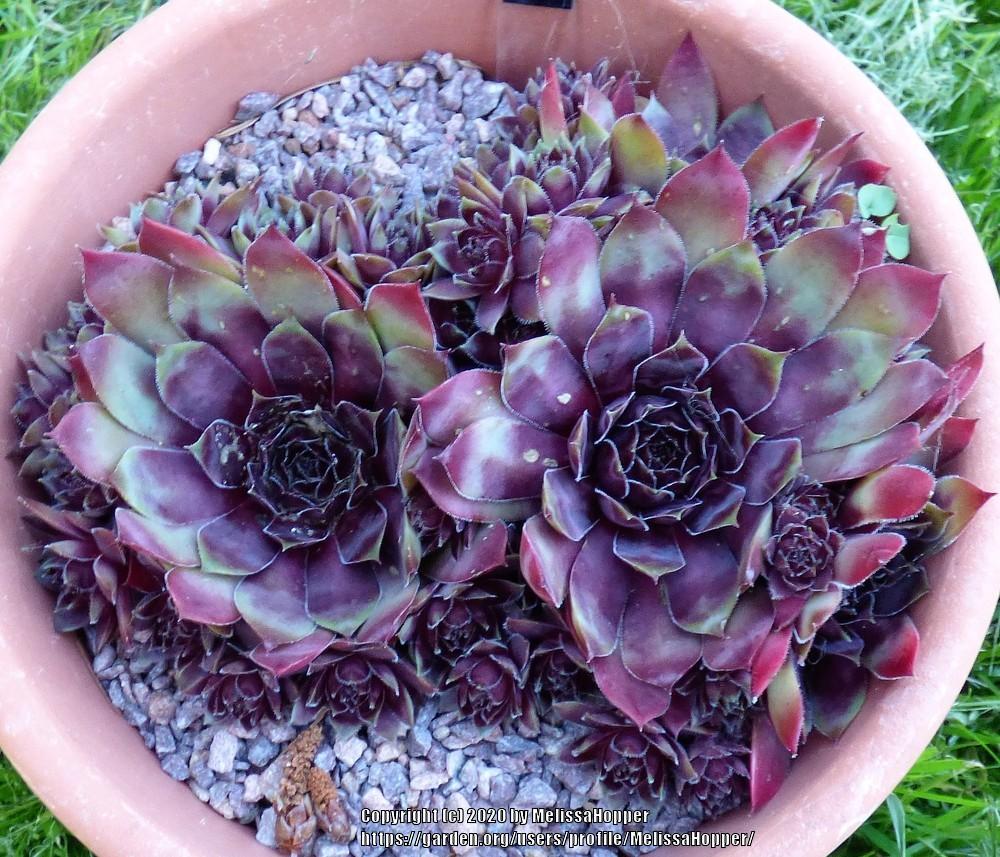Photo of Hen and Chicks (Sempervivum 'Black Magic Woman') uploaded by MelissaHopper