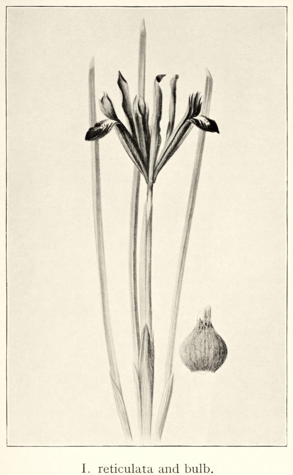 Photo of Reticulated Iris (Iris reticulata) uploaded by scvirginia