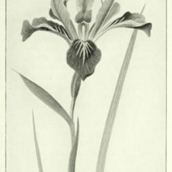 
Date: c. 1924
illustration from 'The Handbook of Garden Irises' by Dykes, 1924
