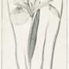 illustration from 'The Handbook of Garden Irises' by Dykes, 1924