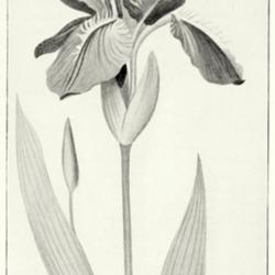 
Date: c. 1924
illustration from 'The Handbook of Garden Irises' by Dykes, 1924