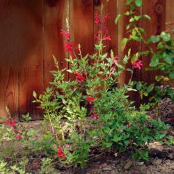 Location: Northern California, Zone 9b
Date: 2020-06-26
The vivid red flowers on this salvia are eye-catching even from a
