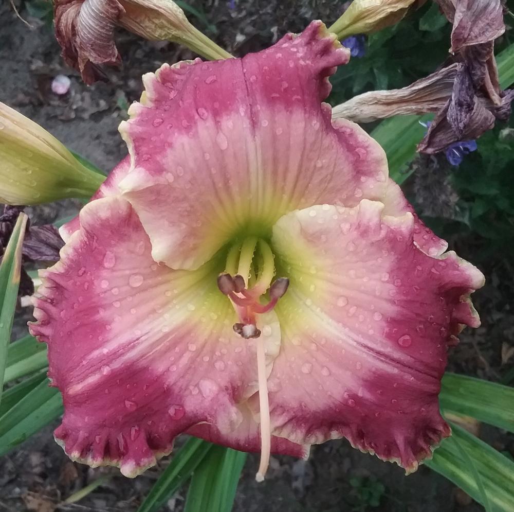 Photo of Daylily (Hemerocallis 'Picture in Picture') uploaded by Johanvanheusden