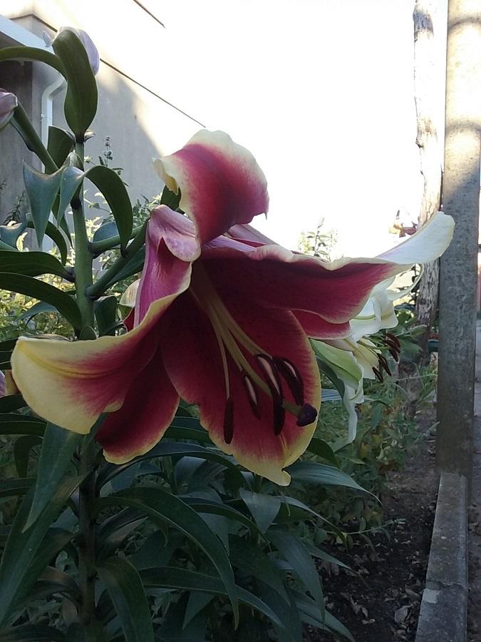 Photo of Lily (Lilium African Lady) uploaded by Lucius93