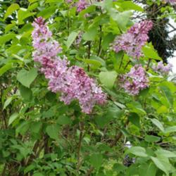 Location: New Castle, Delaware, USA
Date: 2020-04-23
Lilac at my childhood home.