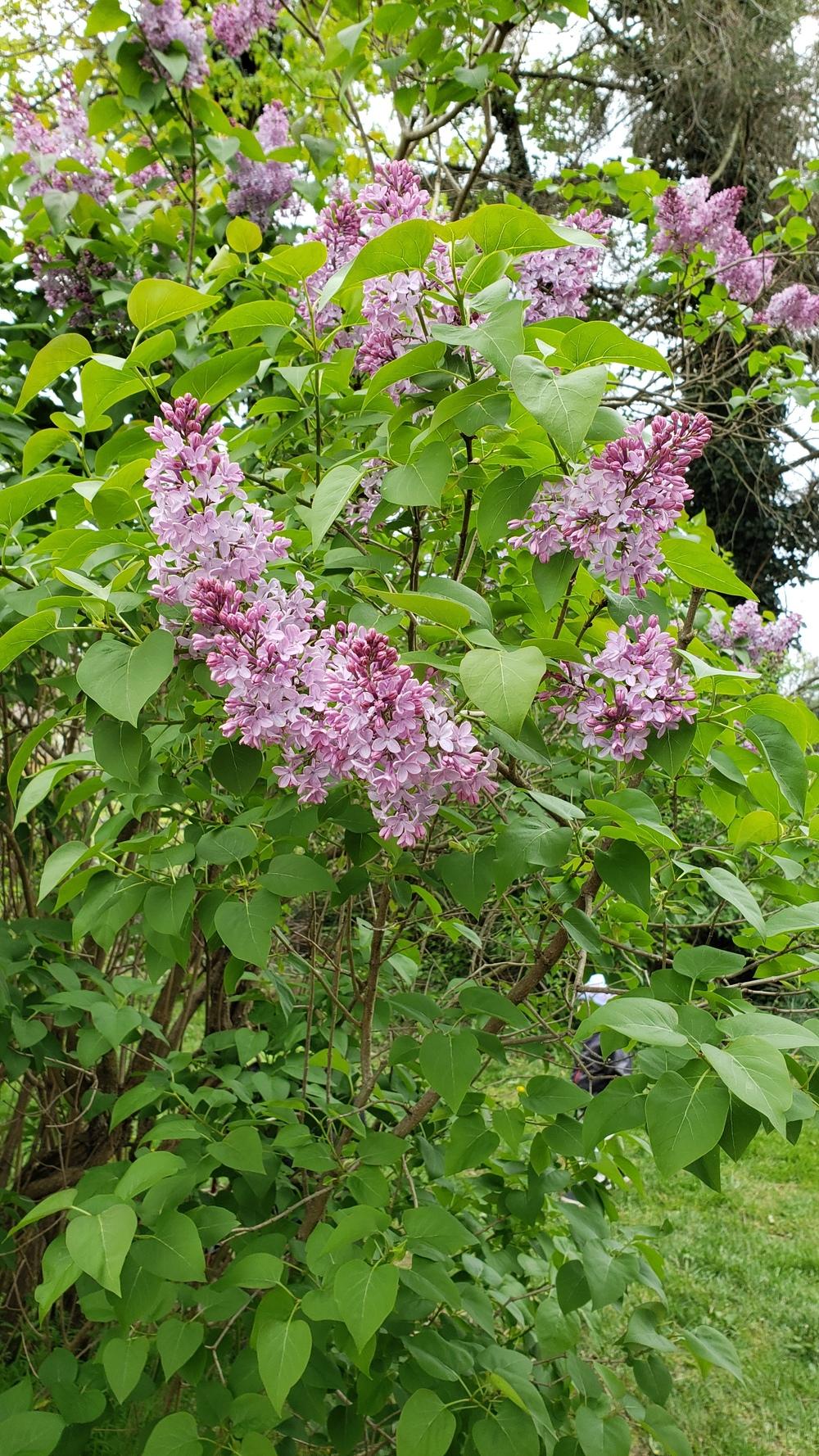 Photo of Lilacs (Syringa) uploaded by MyFinalAct