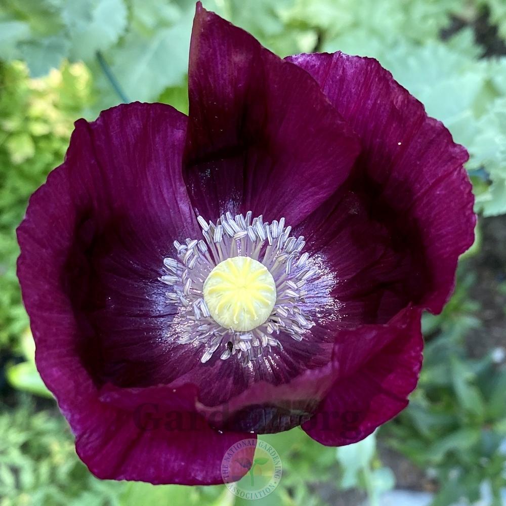 Photo of Opium Poppy (Papaver somniferum 'Lauren's Grape') uploaded by Patty