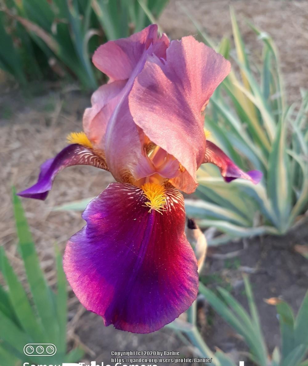 Photo of Tall Bearded Iris (Iris 'Rhapsody') uploaded by Barbie