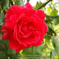 Location: RHS gardens Harlow Carr, Harrogate, Yorkshire, England, UK
Date: 2020-06-27
Rosa Paul's Scarlet climber