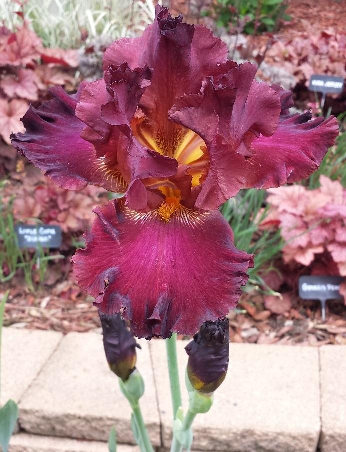 Photo of Tall Bearded Iris (Iris 'Battle Royal') uploaded by comgoddess