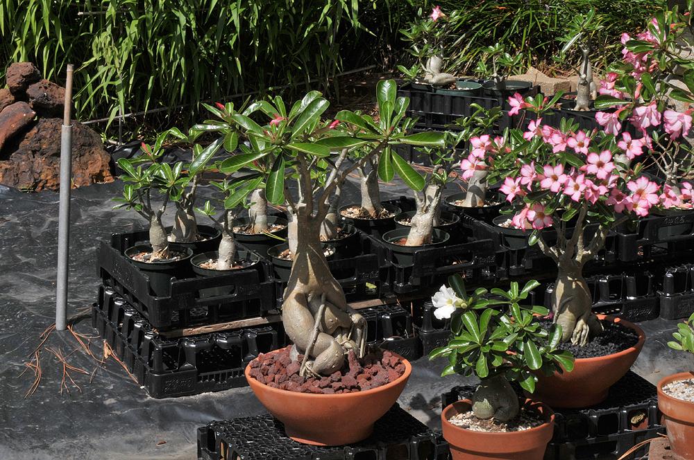 Photo of Adeniums (Adenium) uploaded by deepsouth
