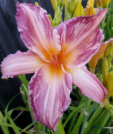 Photo of Daylily (Hemerocallis 'Pink Stripes') uploaded by flowerpower35