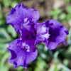 Iris sibirica 'Grape Truffle' (#IRO0385)