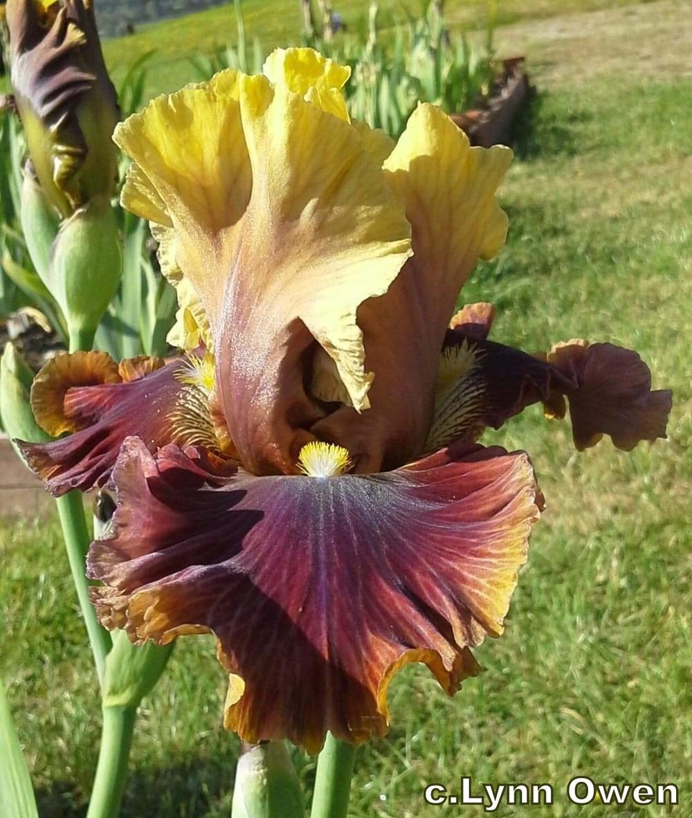 Photo of Tall Bearded Iris (Iris 'Man About Town') uploaded by lovemyhouse