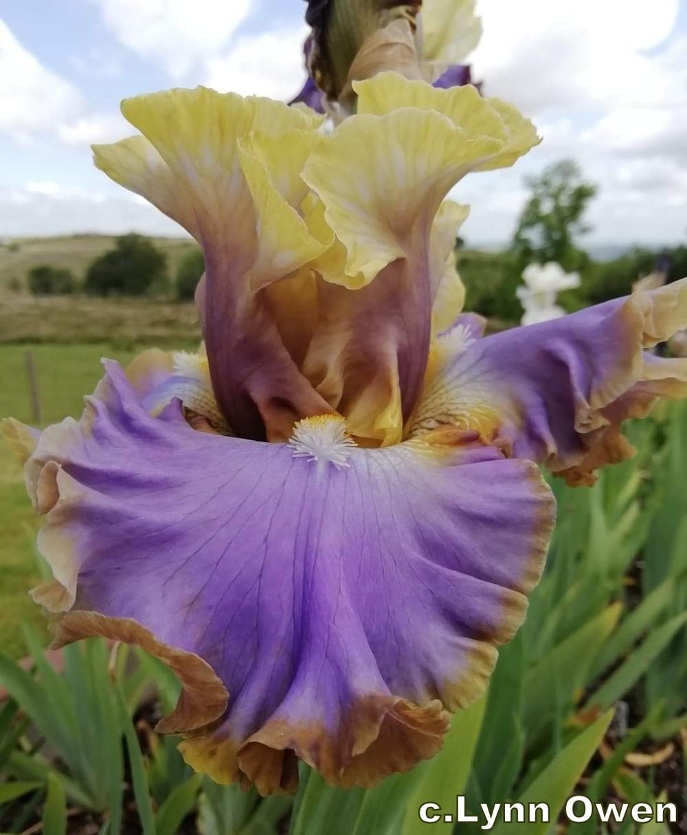 Photo of Tall Bearded Iris (Iris 'Repertoire') uploaded by lovemyhouse