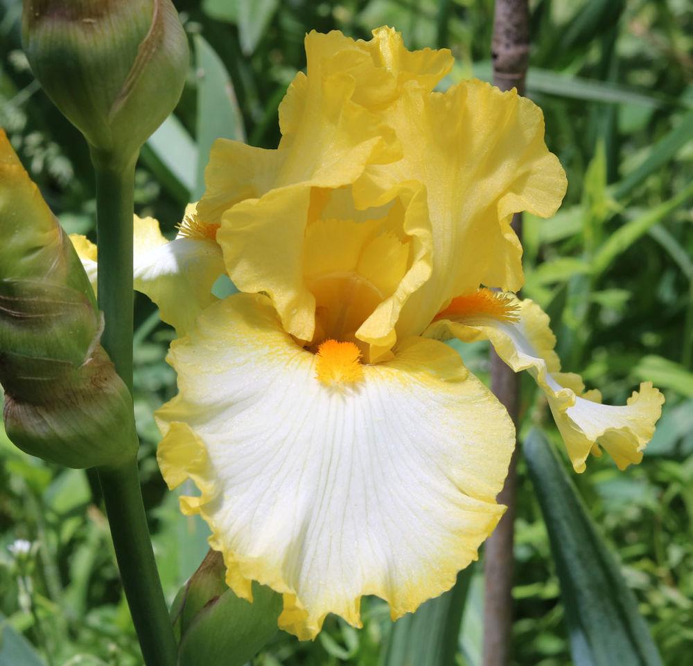 Photo of Tall Bearded Iris (Iris 'Around the Sun') uploaded by MShadow