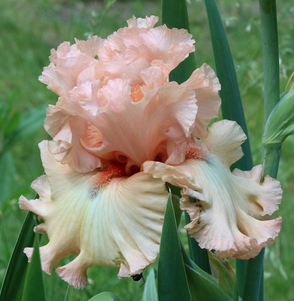 Photo of Tall Bearded Iris (Iris 'Sugar High') uploaded by MShadow