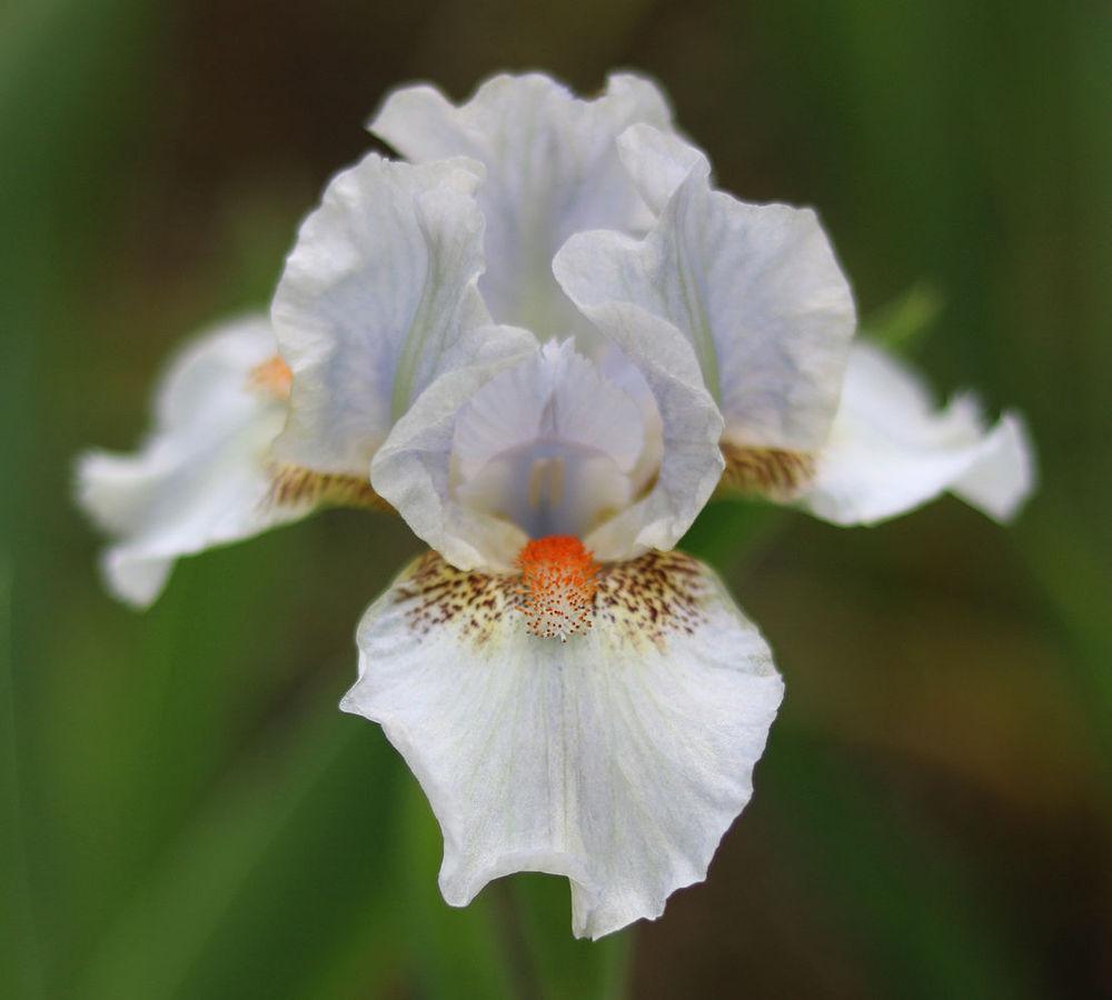 Photo of Standard Dwarf Bearded Iris (Iris 'Freckle Fantasy') uploaded by MShadow