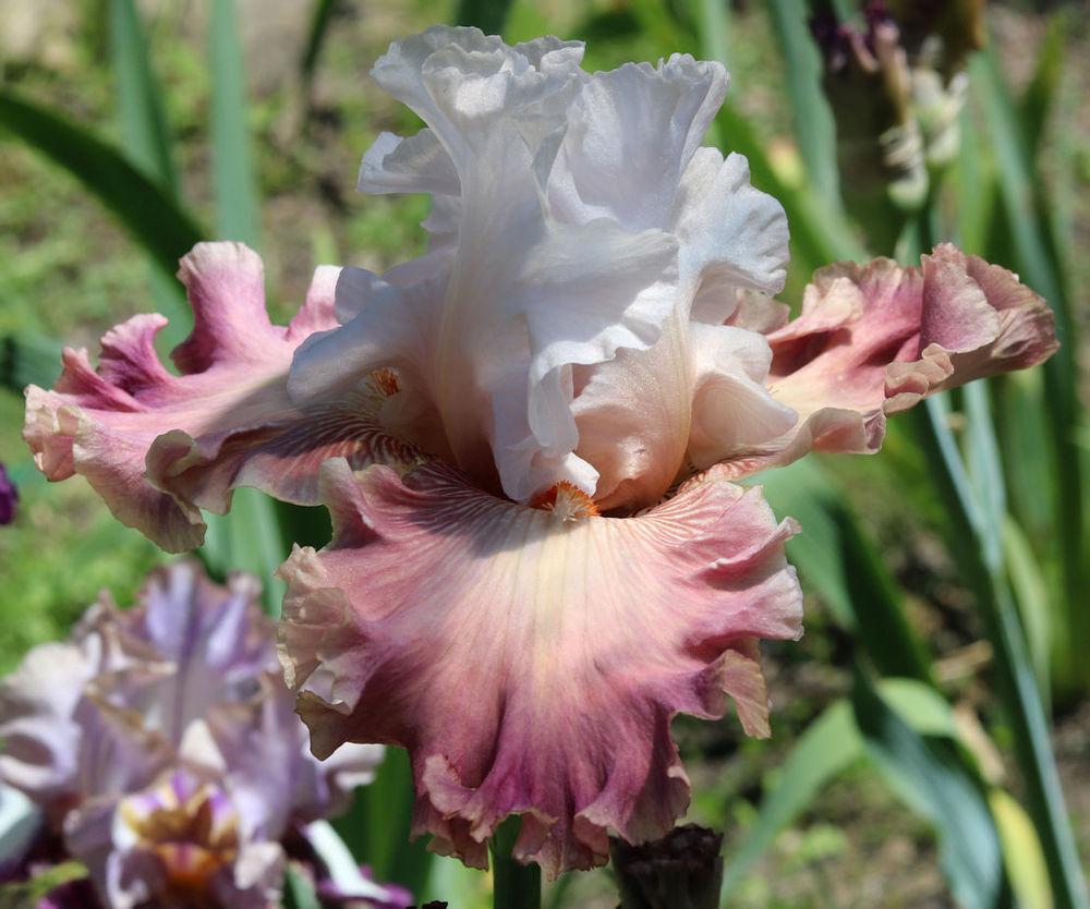 Photo of Tall Bearded Iris (Iris 'Choose a Dream') uploaded by MShadow