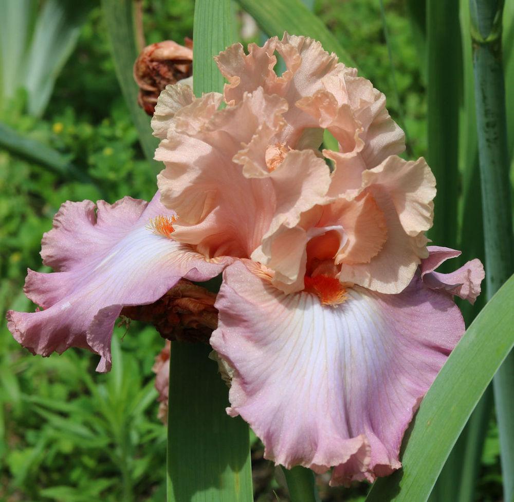 Photo of Tall Bearded Iris (Iris 'Hung Up On You') uploaded by MShadow