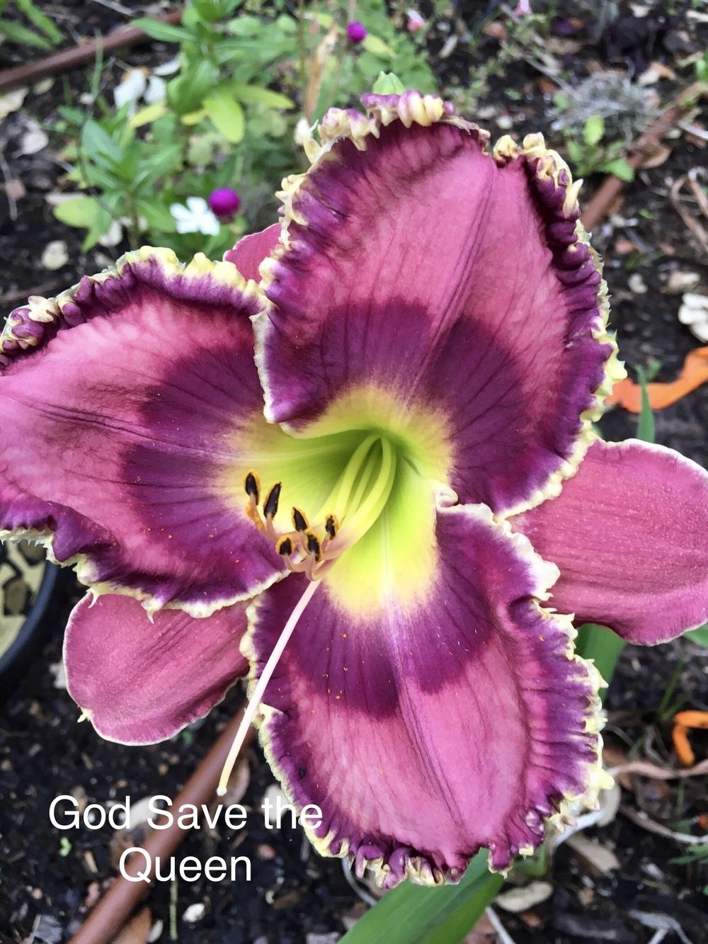 Photo of Daylily (Hemerocallis 'God Save the Queen') uploaded by SouthTexasGardener
