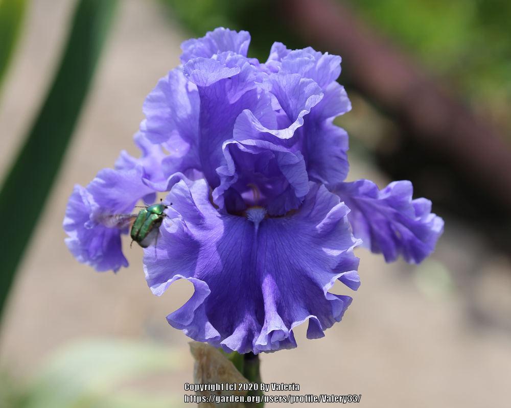 Photo of Tall Bearded Iris (Iris 'Sea Power') uploaded by Valery33