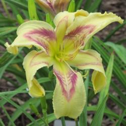 Location: My 6b garden
Date: 2020-06-29
New for 2020, from Daredevil Daylilies. First Bloom!
