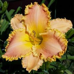 Location: My garden, Eagle Point, Oregon
Date: 2020-06-28
2020 FFO Bloom
