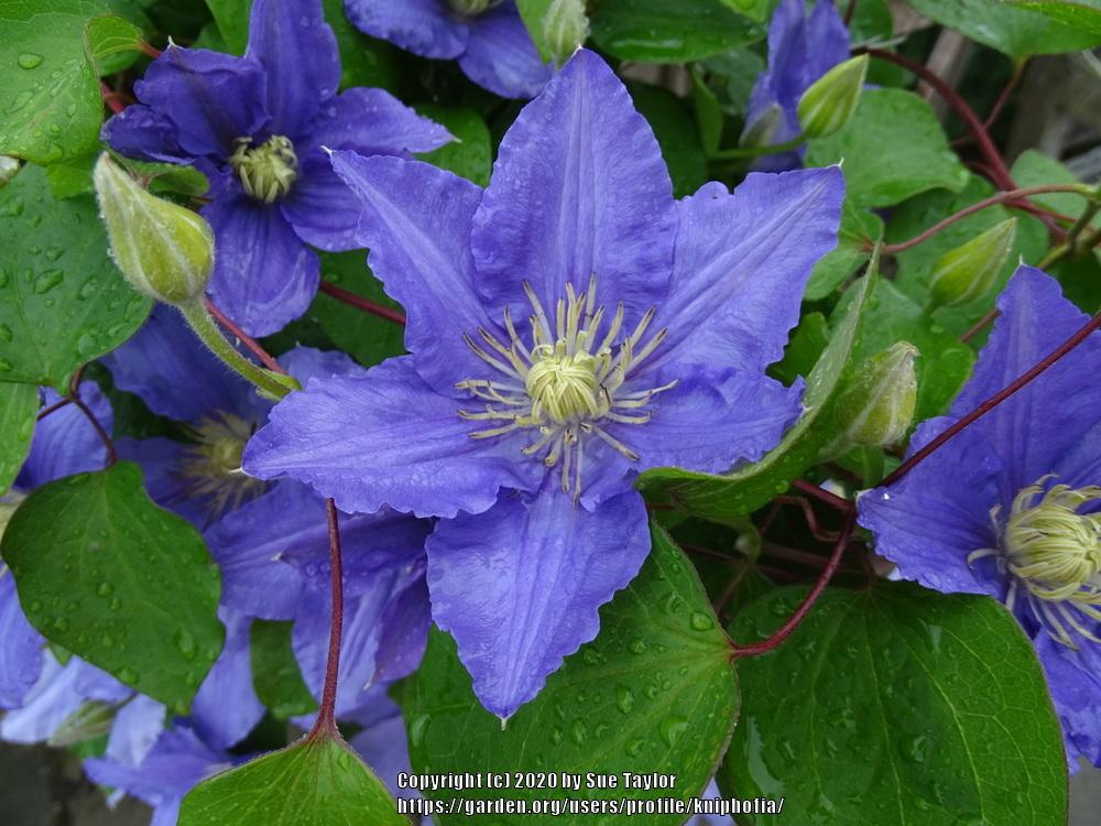 Photo of Clematis Zara™ uploaded by kniphofia