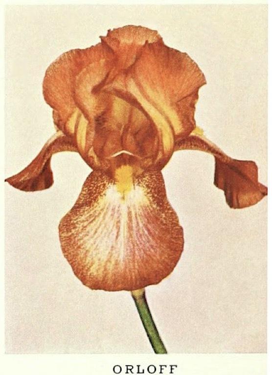 Photo of Tall Bearded Iris (Iris 'Orloff') uploaded by scvirginia