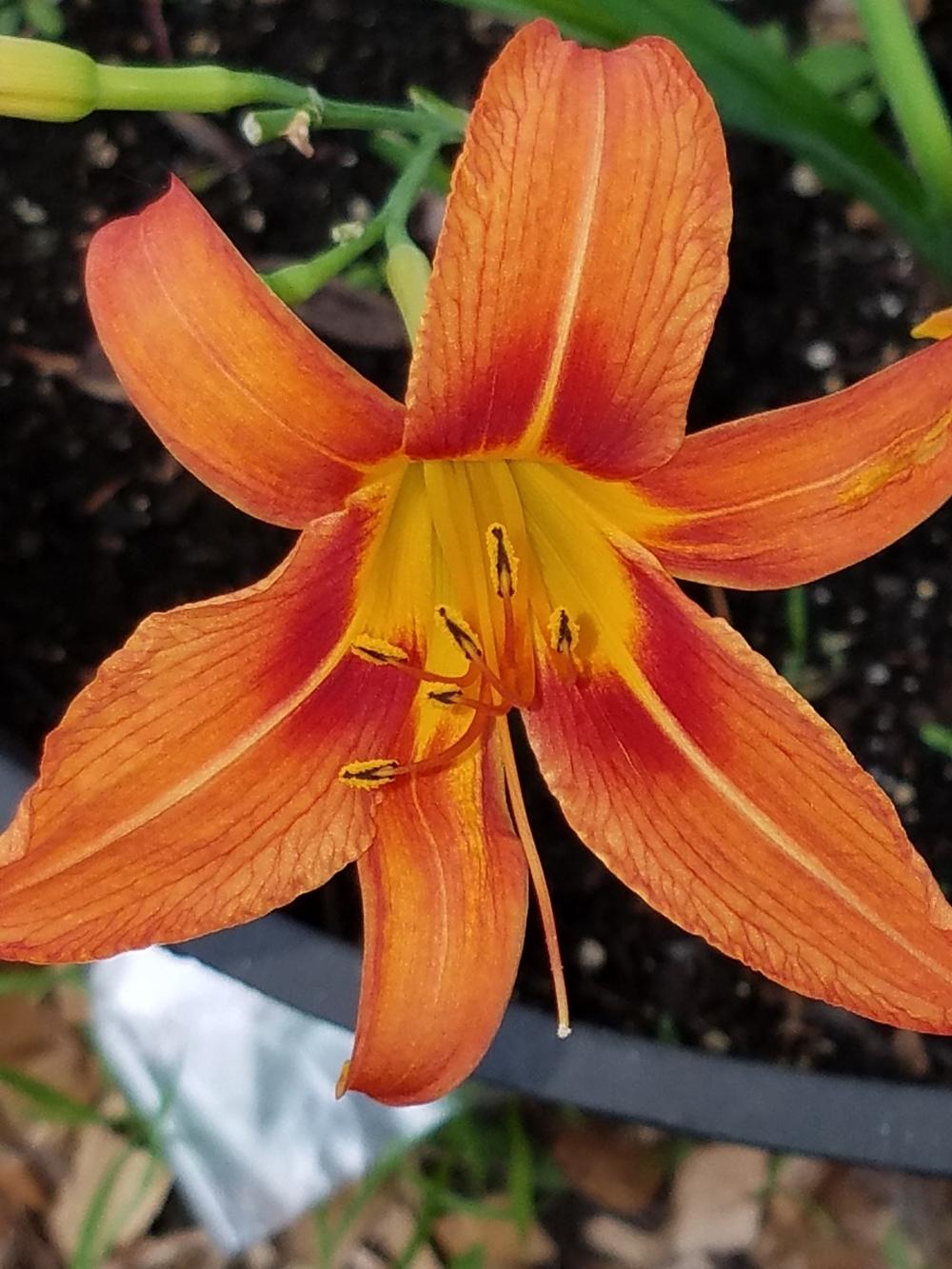 Photo of Ditch Lily (Hemerocallis fulva) uploaded by ArtistsView