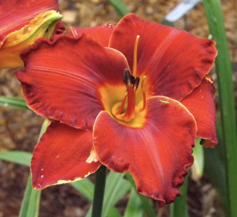 Photo of Daylily (Hemerocallis 'Hot Tamales and Red Hots') uploaded by Curlycollards