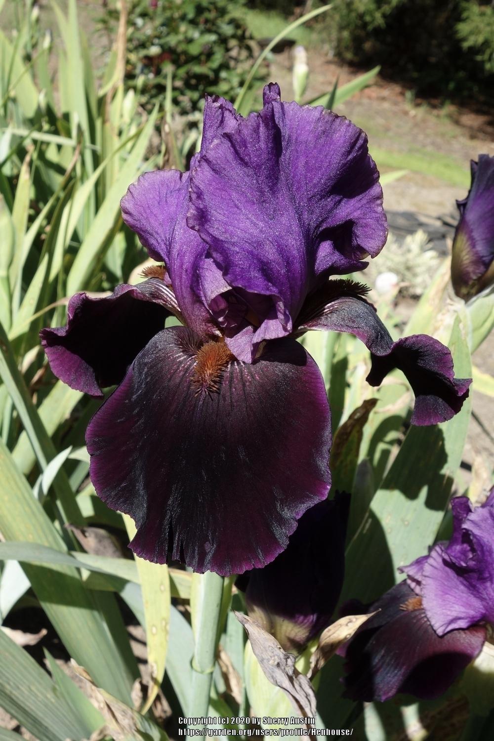 Photo of Tall Bearded Iris (Iris 'Storm Rider') uploaded by Henhouse